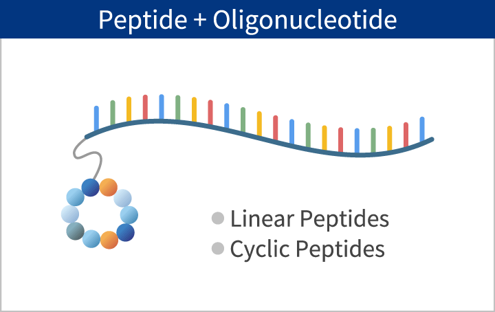 Peptide + Oligonucleotide