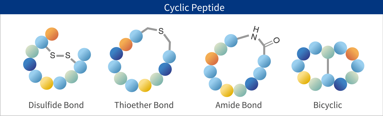 Cyclic Peptide