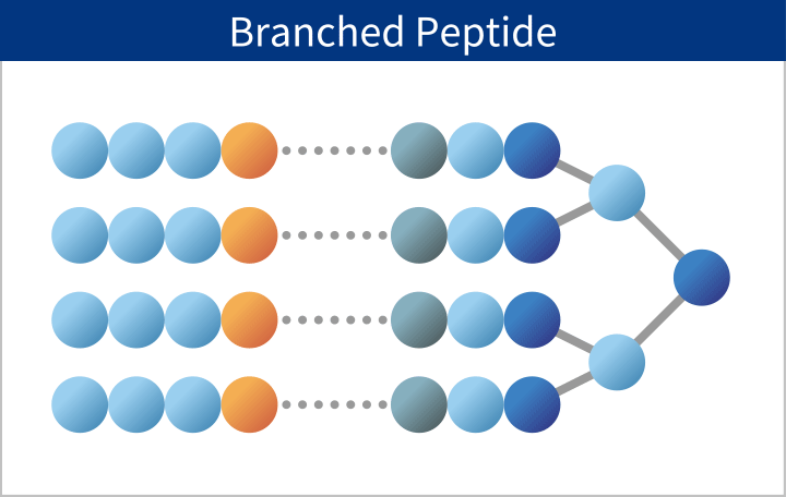 Branched Peptide